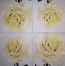 205 Rosen - 3-lagig - Atelier